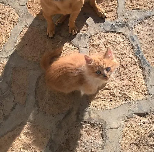 Guest house Patmos Mathios Studios- Sapsila